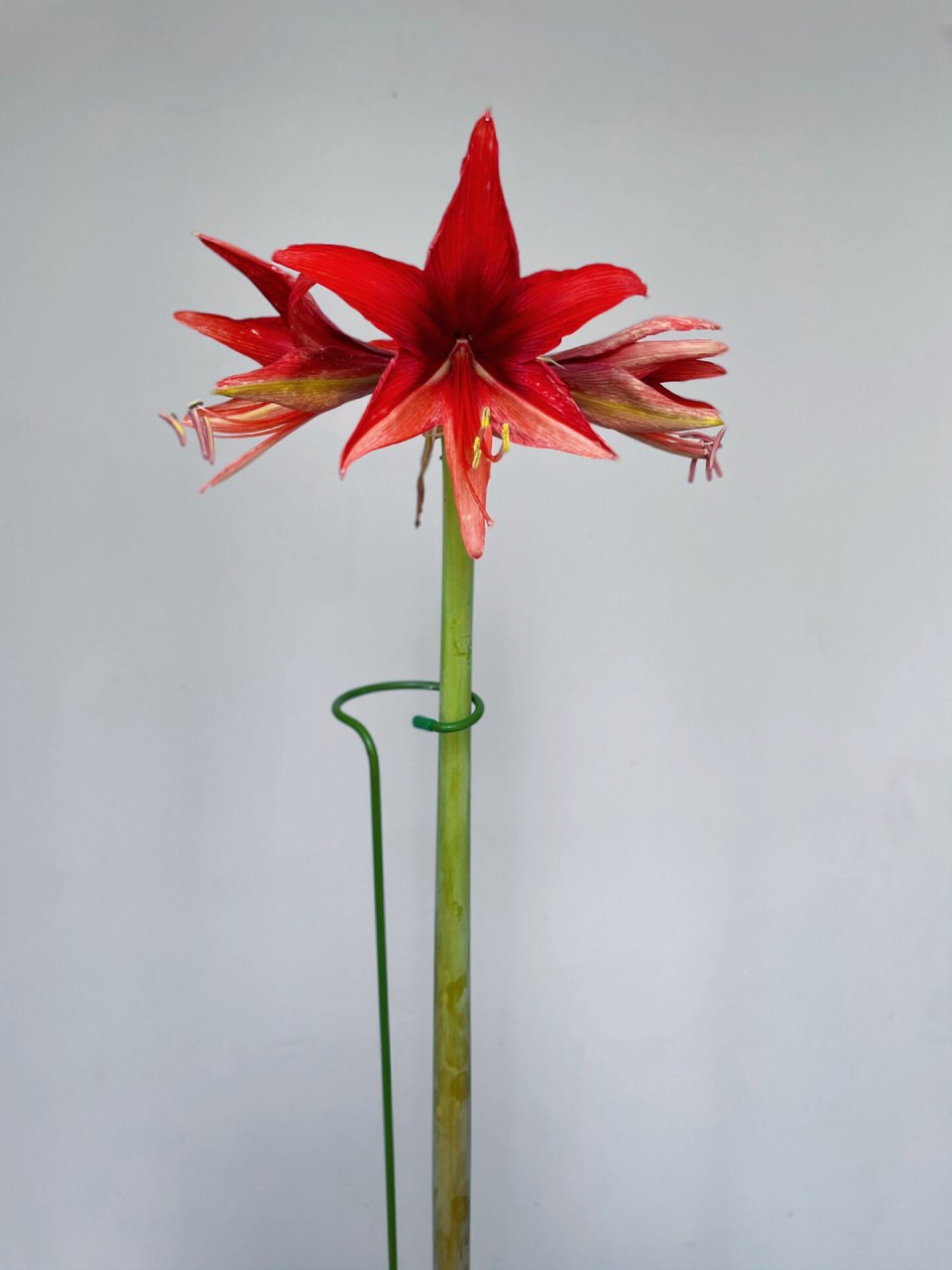 朱顶红开花记之波哥大 实物是深红色,星型中花很漂亮,就是天气太冷没