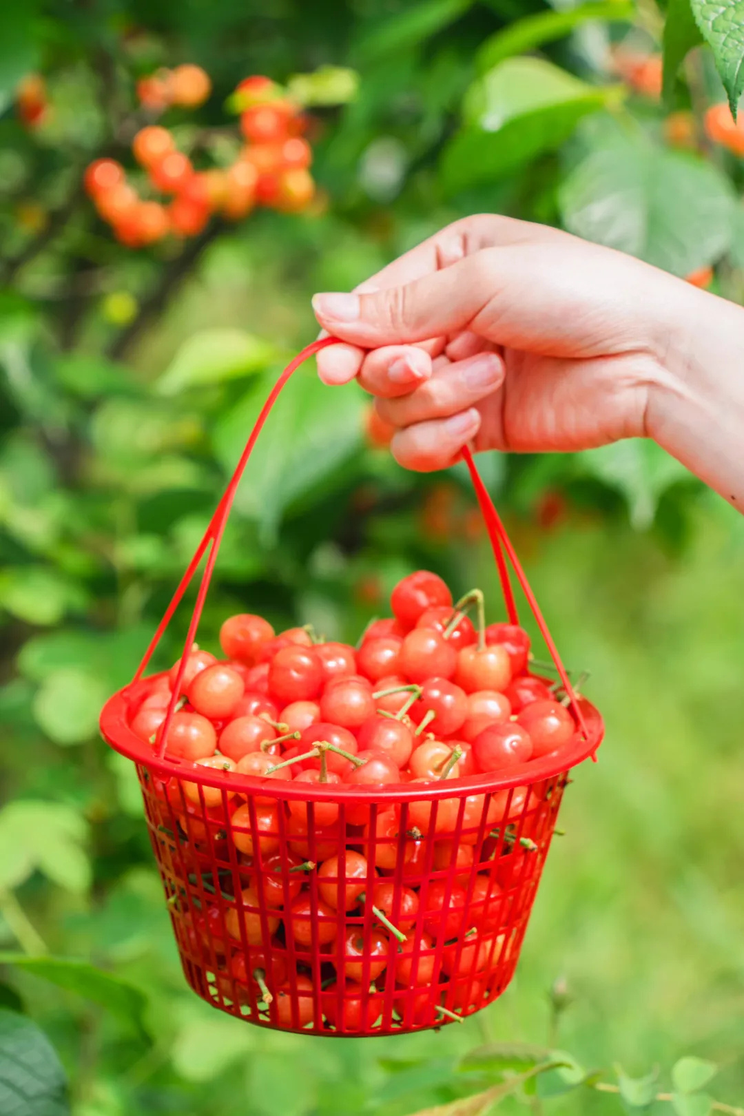 法式花园里摘樱桃】闻着花香摘樱桃,听起来是不是很浪漫?