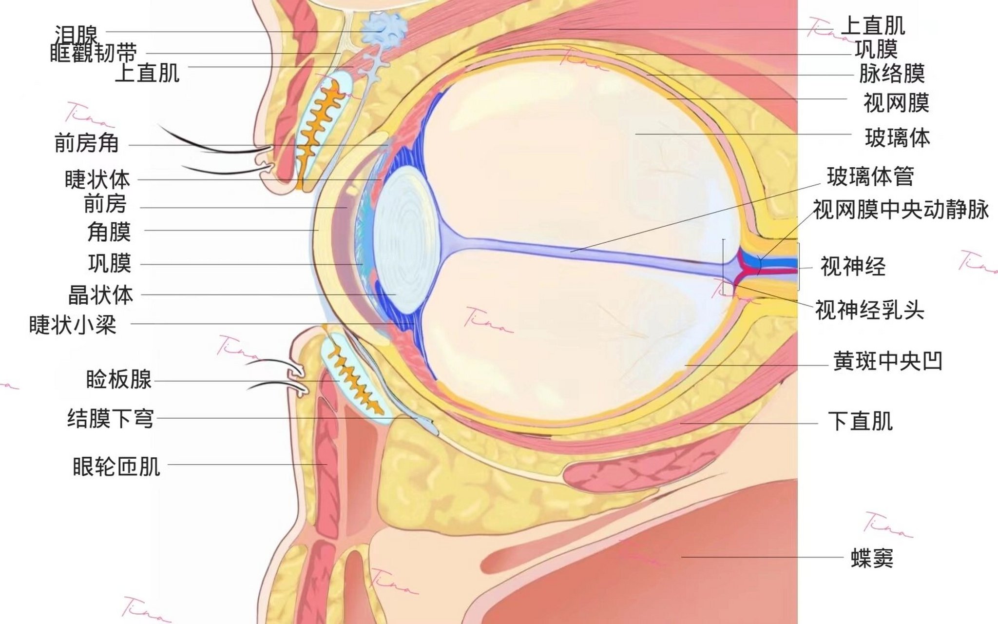 矢状位眼球解剖图图片