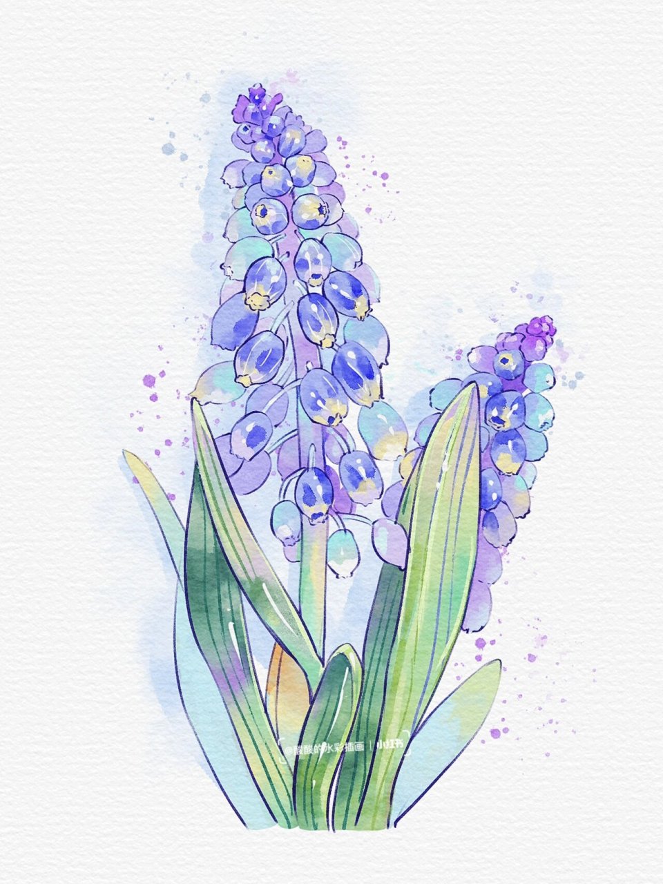 入门—花卉篇—风信子90 9315临摹(附水彩笔刷,水彩材质,线稿)