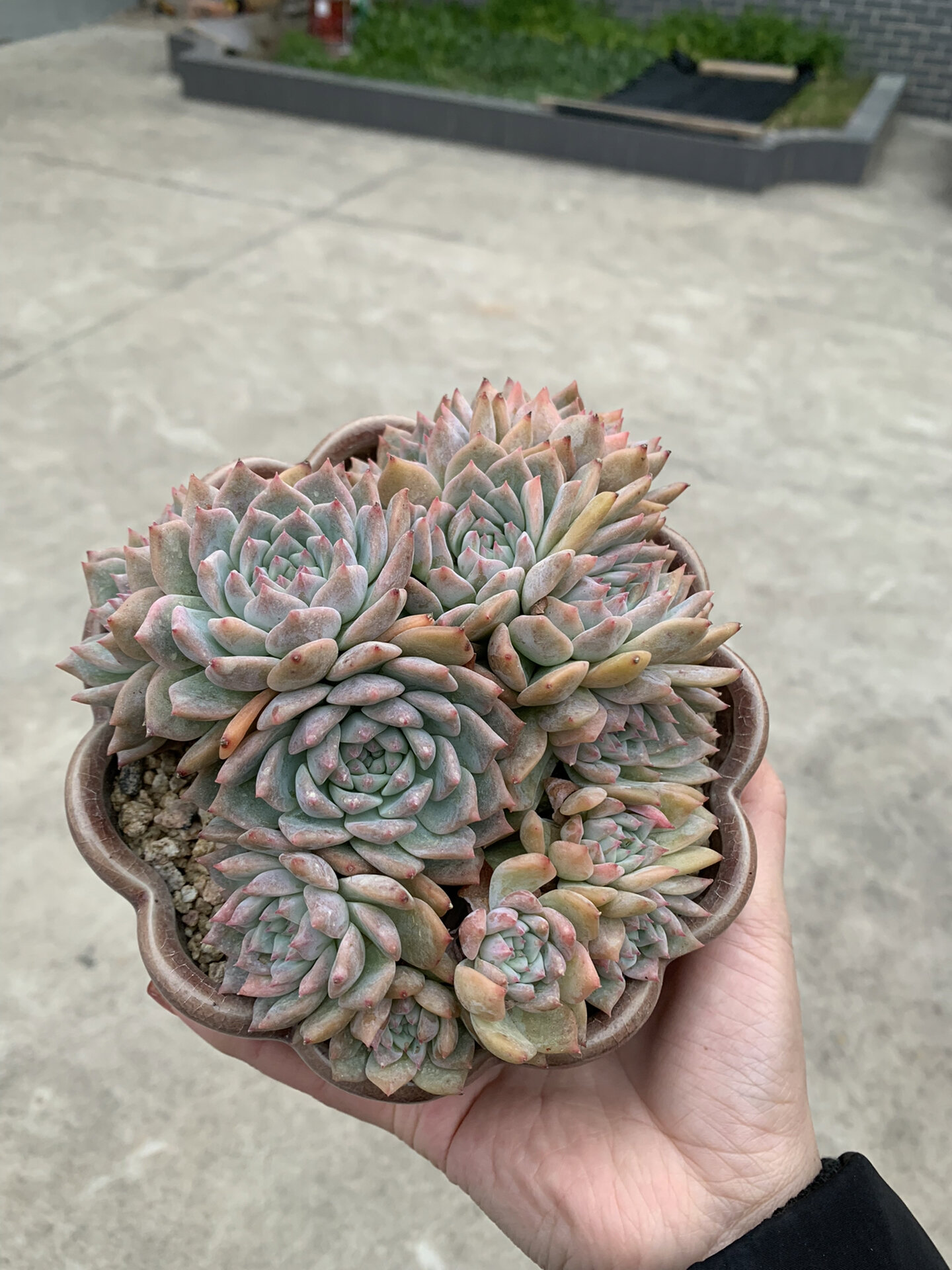 霜花,一个适合在中部以及北部养殖的多肉,它的颜色取决温差.
