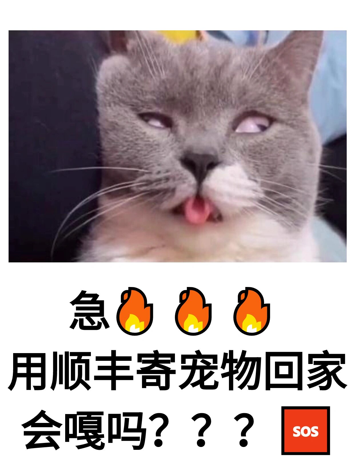 宠物托运/顺丰寄宠物?