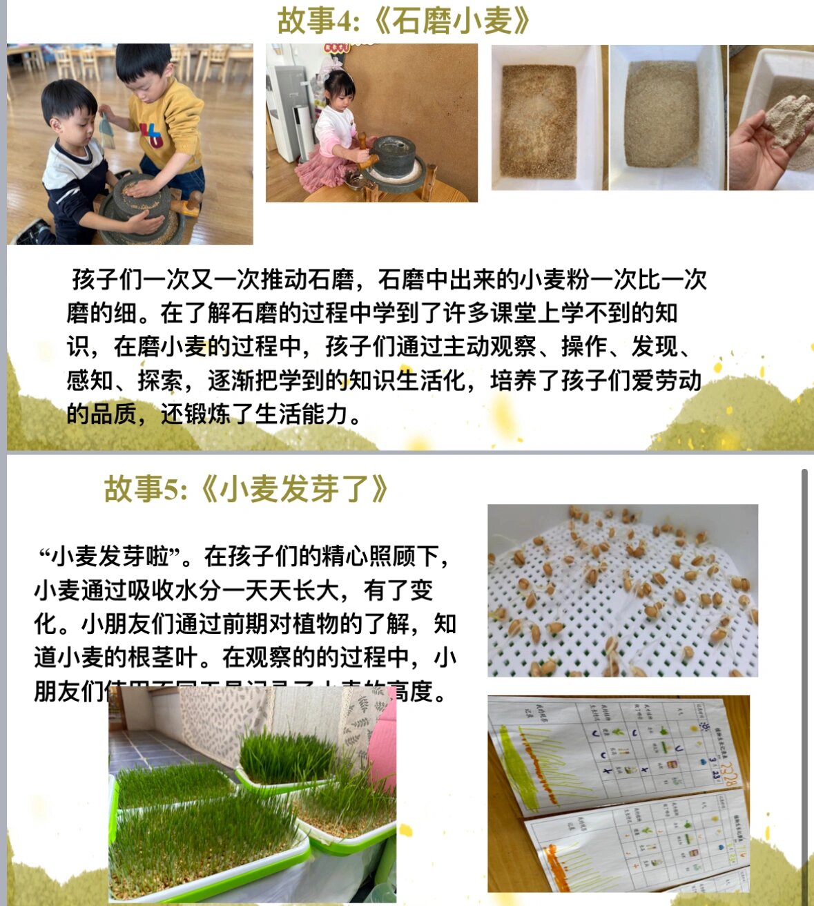 水培小麦班本课程,小麦主题故事