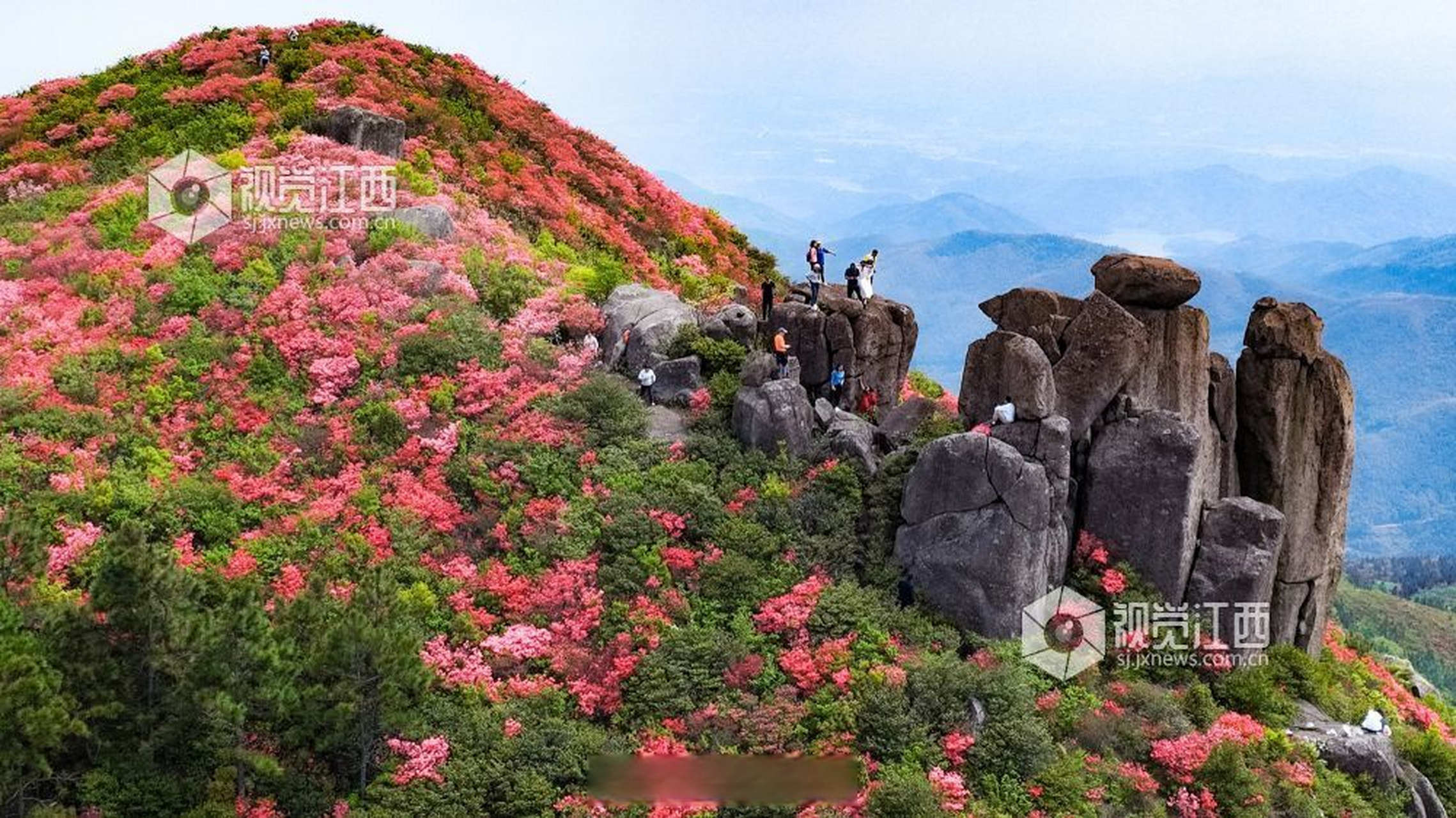 总要来趟江西吧#【江西丰城:升华山杜鹃花开】4月21日, 在江西省丰城