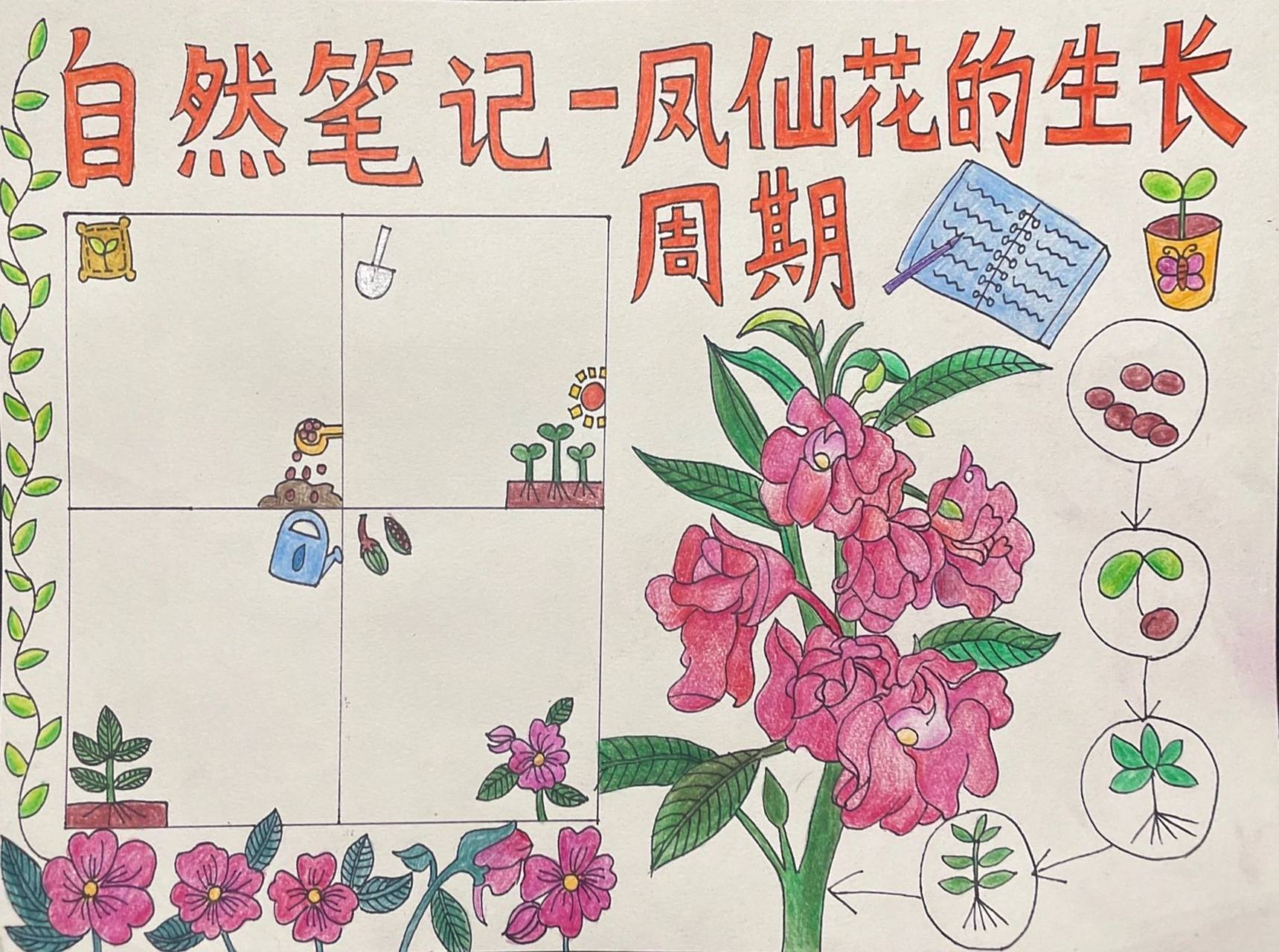 凤仙花简笔画 手抄报图片