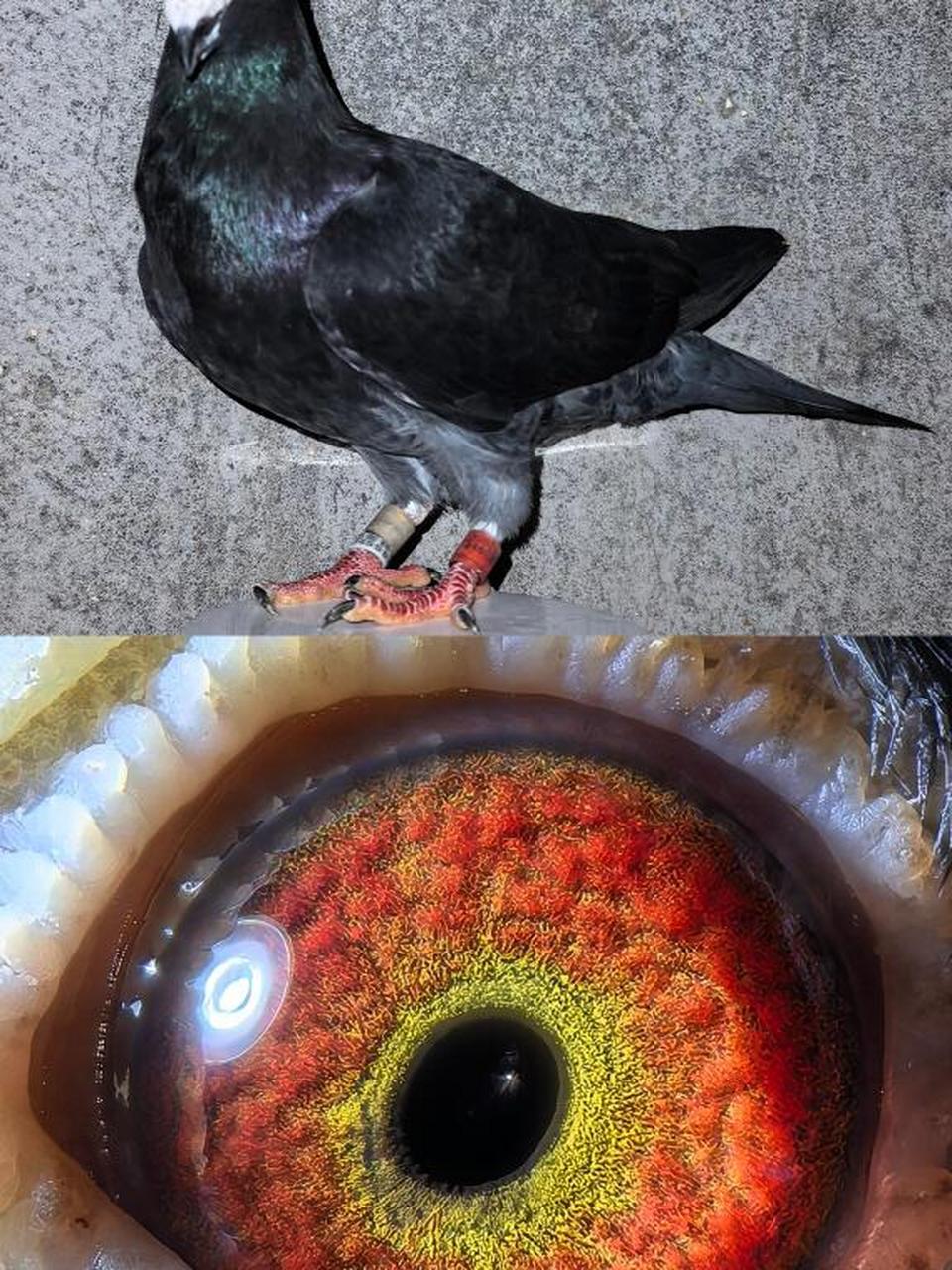 枭鹰系国血超远程赛鸽#超远程老国血鸽子# #黑皮矮脚李鸟