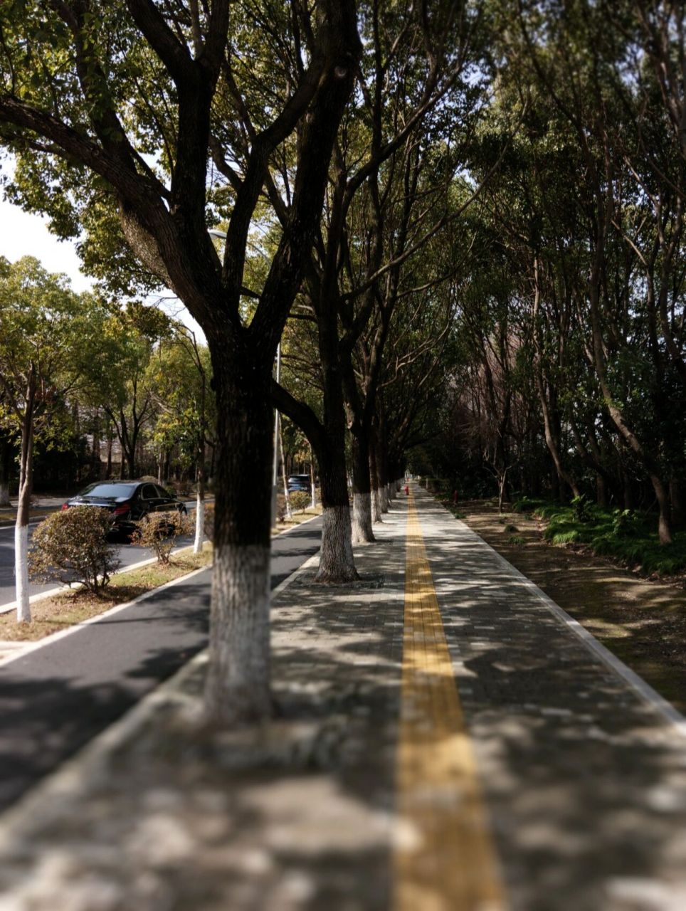 最美绿荫马路 位于上海的"绿肺"马桥旗忠,香樟树龄超20年,树干挺直