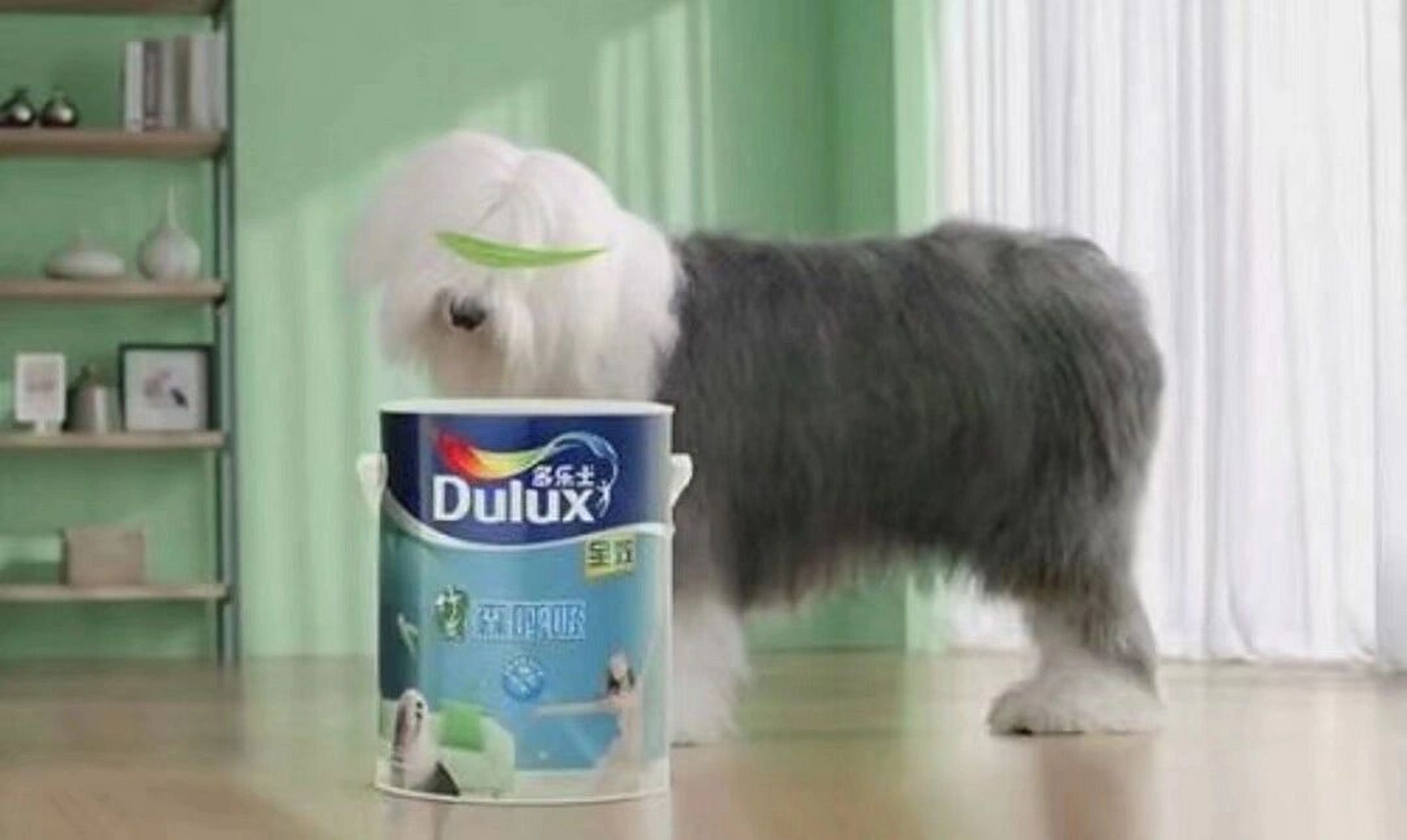 多乐士漆广告的那只狗图片