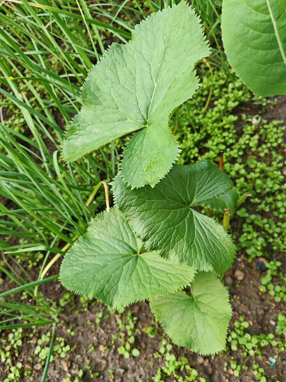 菜园里的马蹄叶,马上可以吃了