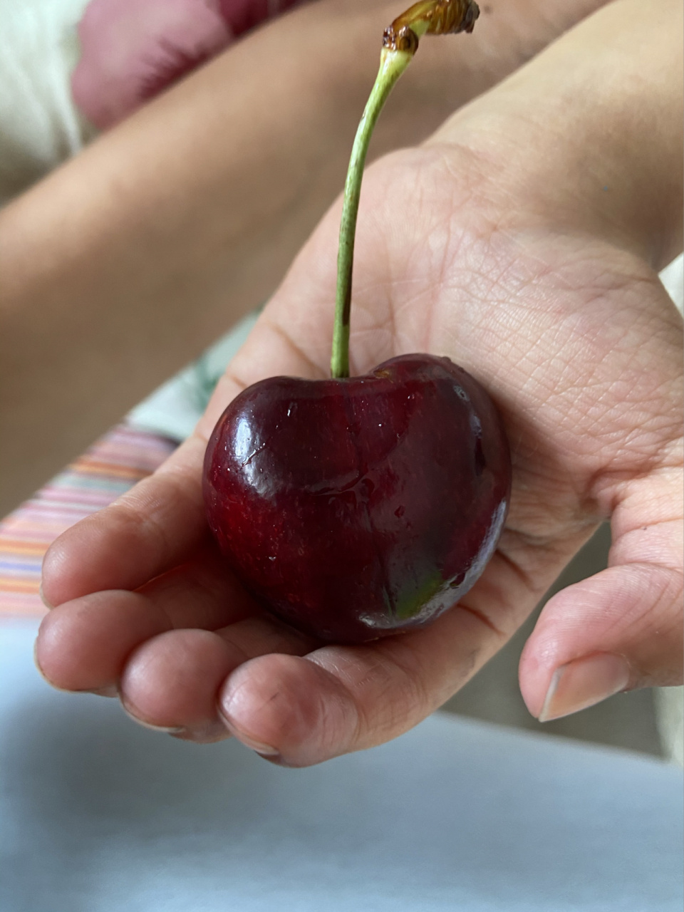 拳头大的樱桃 头一次吃到这么大的樱桃,值得纪念一下
