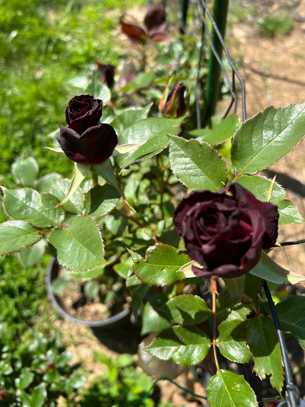 黑巴克,真正的黑色月季( 黑巴克(black baccara)月季.