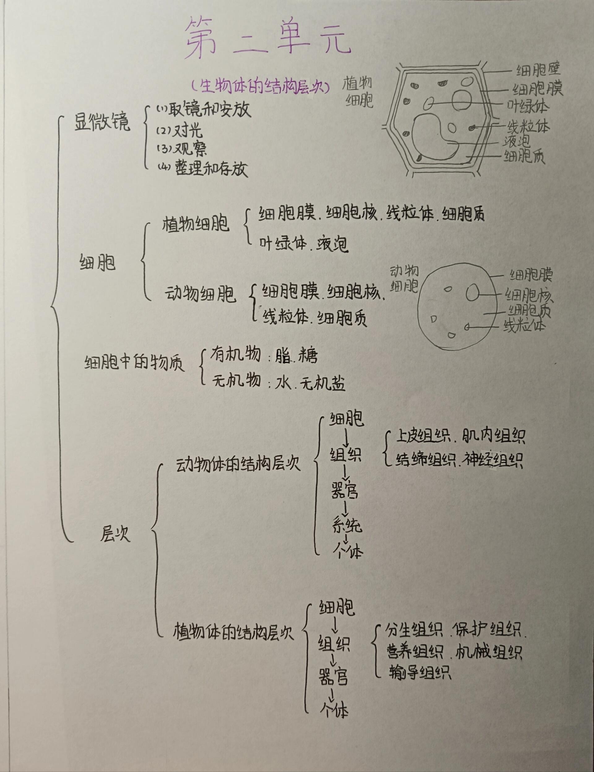 七上生物第二单元思维导图