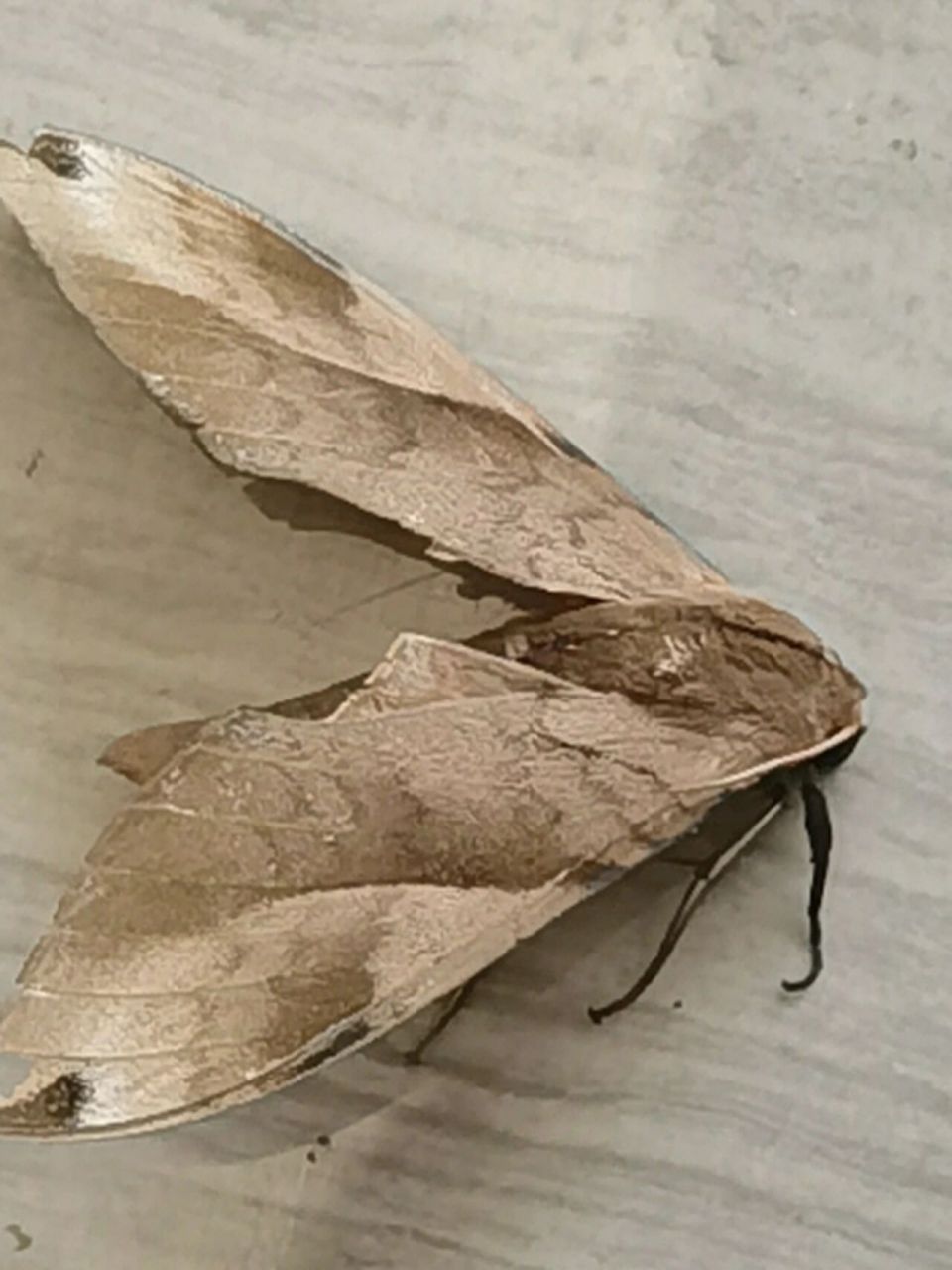 初见枯叶蛾  今天中午在公寓走廊里看到一个貌似枯树叶的东西,用脚