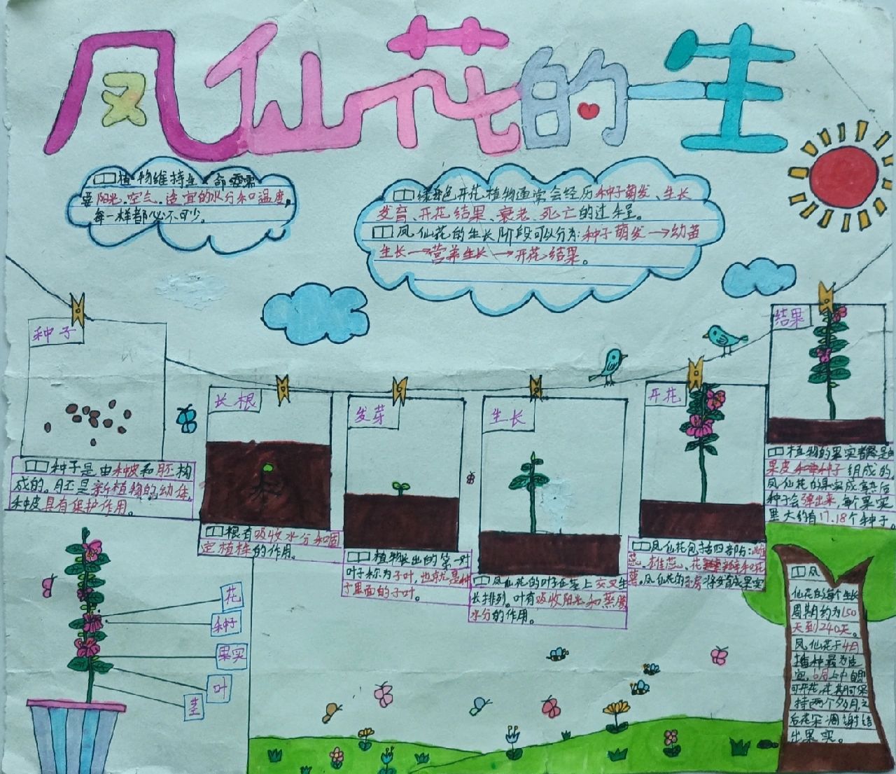 凤仙花的一生手抄报