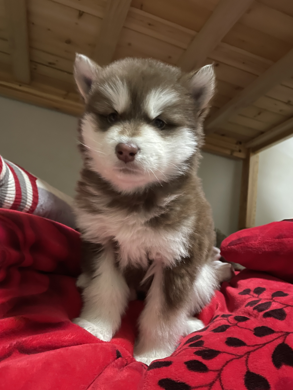 阿拉斯加幼犬多少钱 在洛阳一只1200,大家看看值不值,小狗挺可爱的