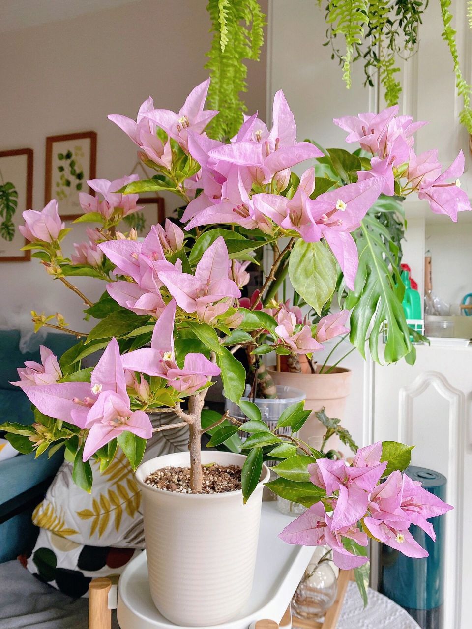 金夫人三角梅 枝条好硬很难塑形,只能靠修剪.