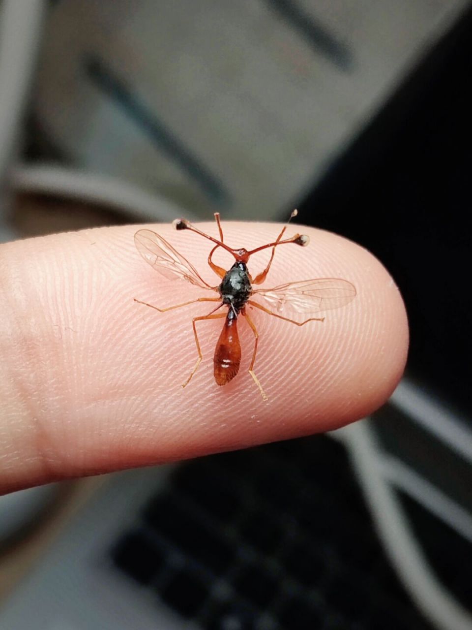 外星人99来咯——突眼蝇 一种分布狭窄云南特有,形似"外星人99"的