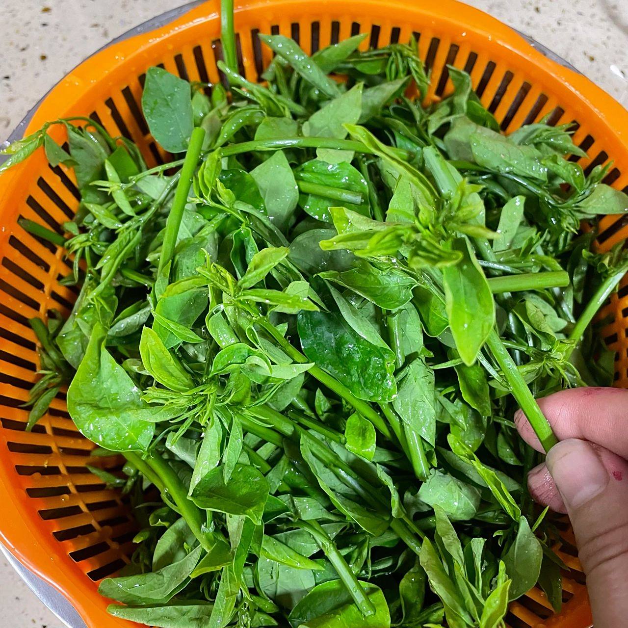 五指山野菜 五指山野菜,又名树仔菜,最喜欢的绿叶菜之一,脆嫩清香.