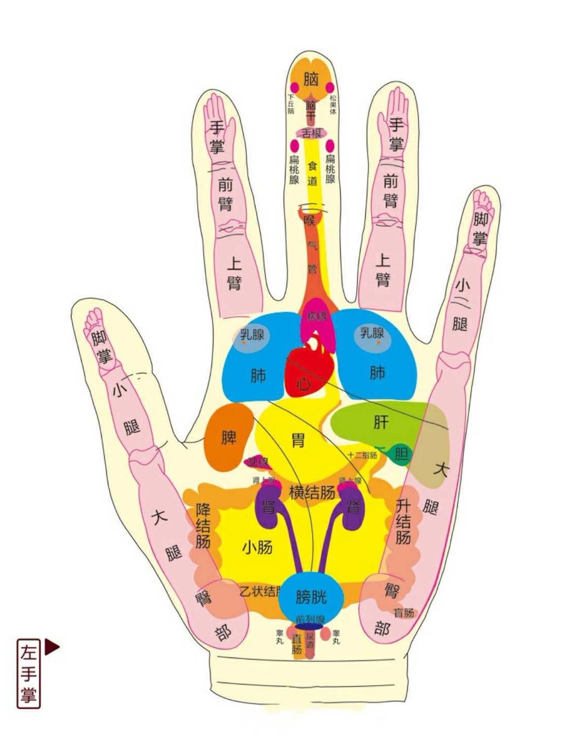 中医干货 手掌对应的五脏六腑