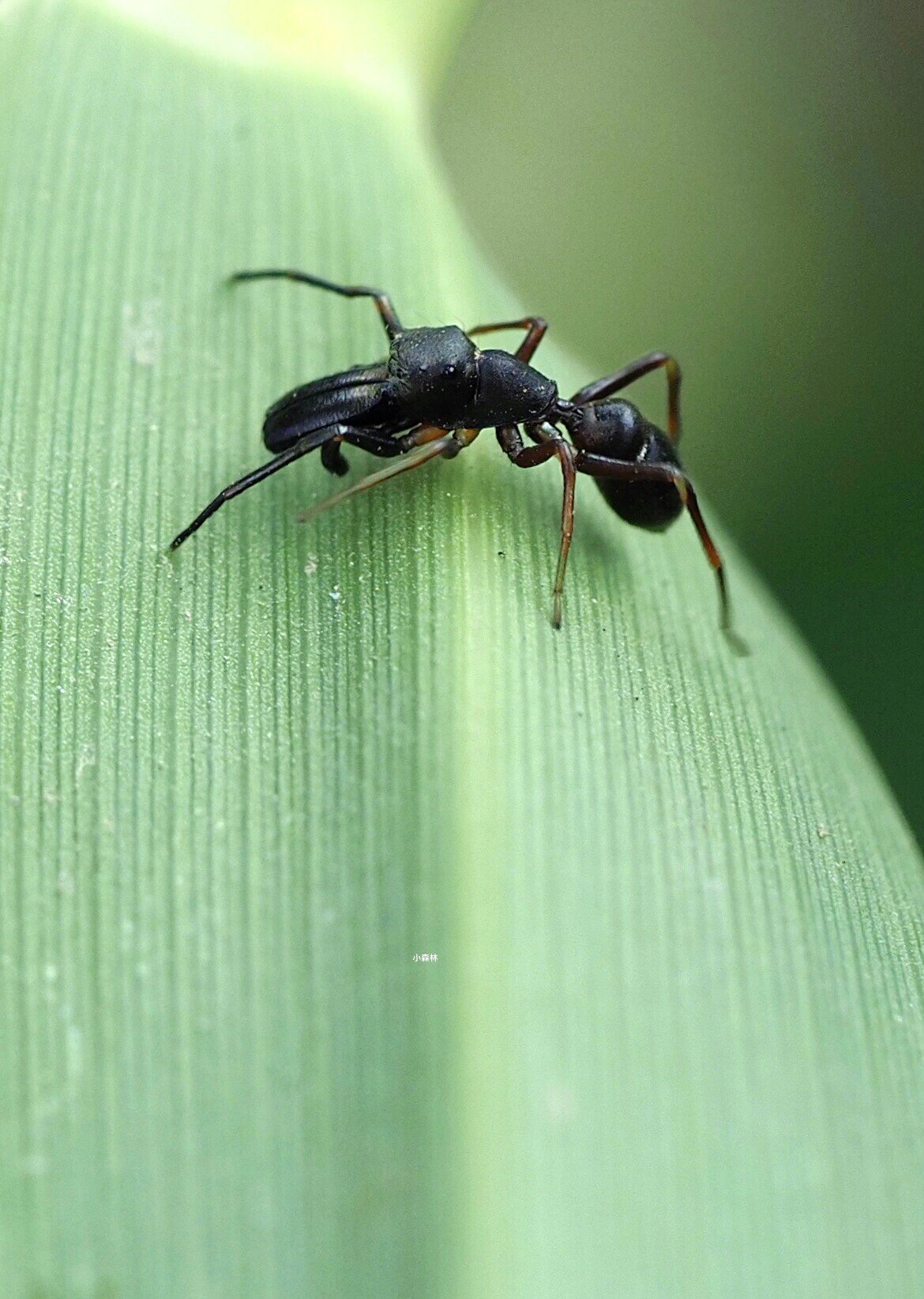 蚁蛛 它不是蚂蚁🐜 是蜘蛛
