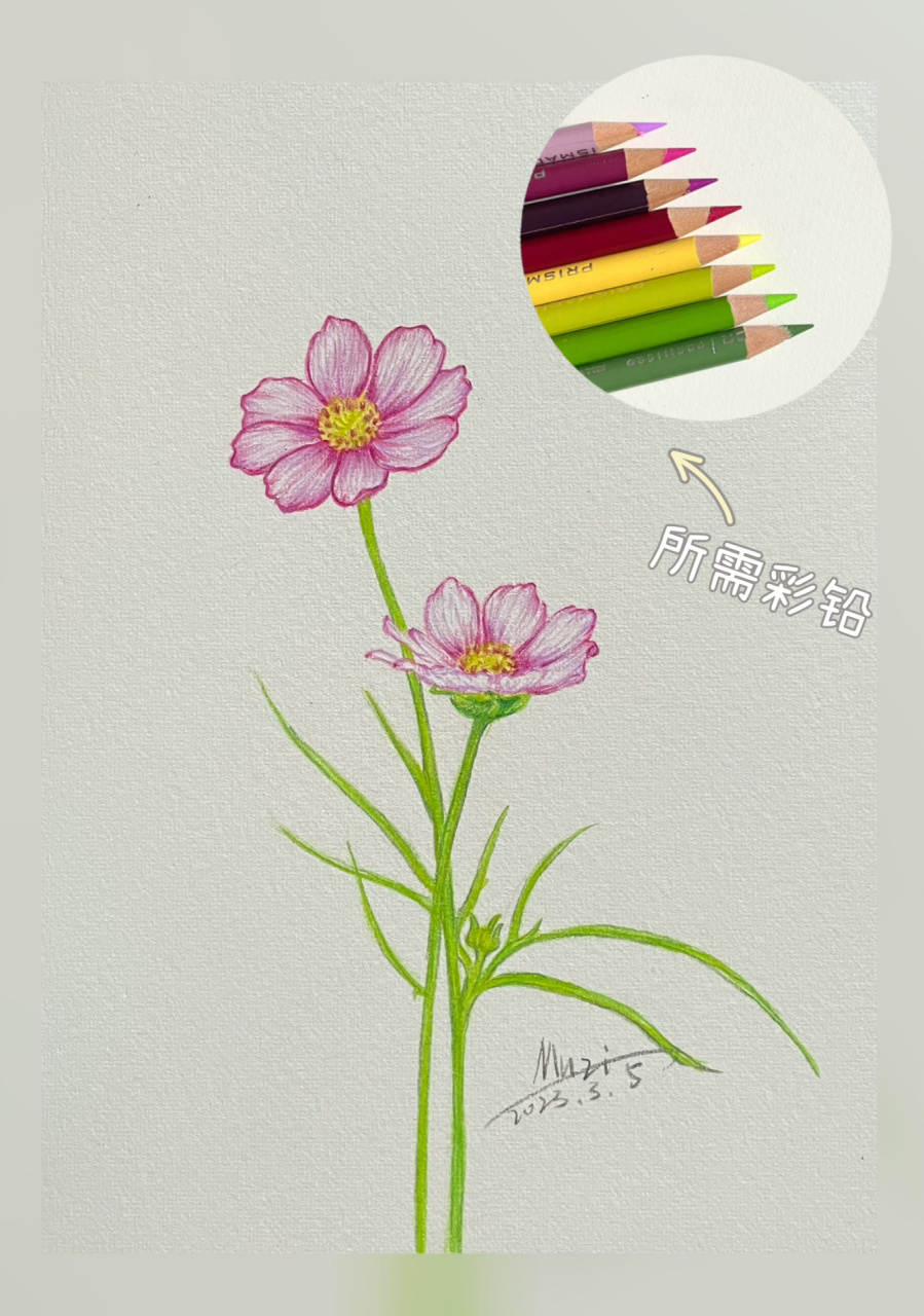 彩铅花卉⑥格桑花 格桑花的绘画步骤图