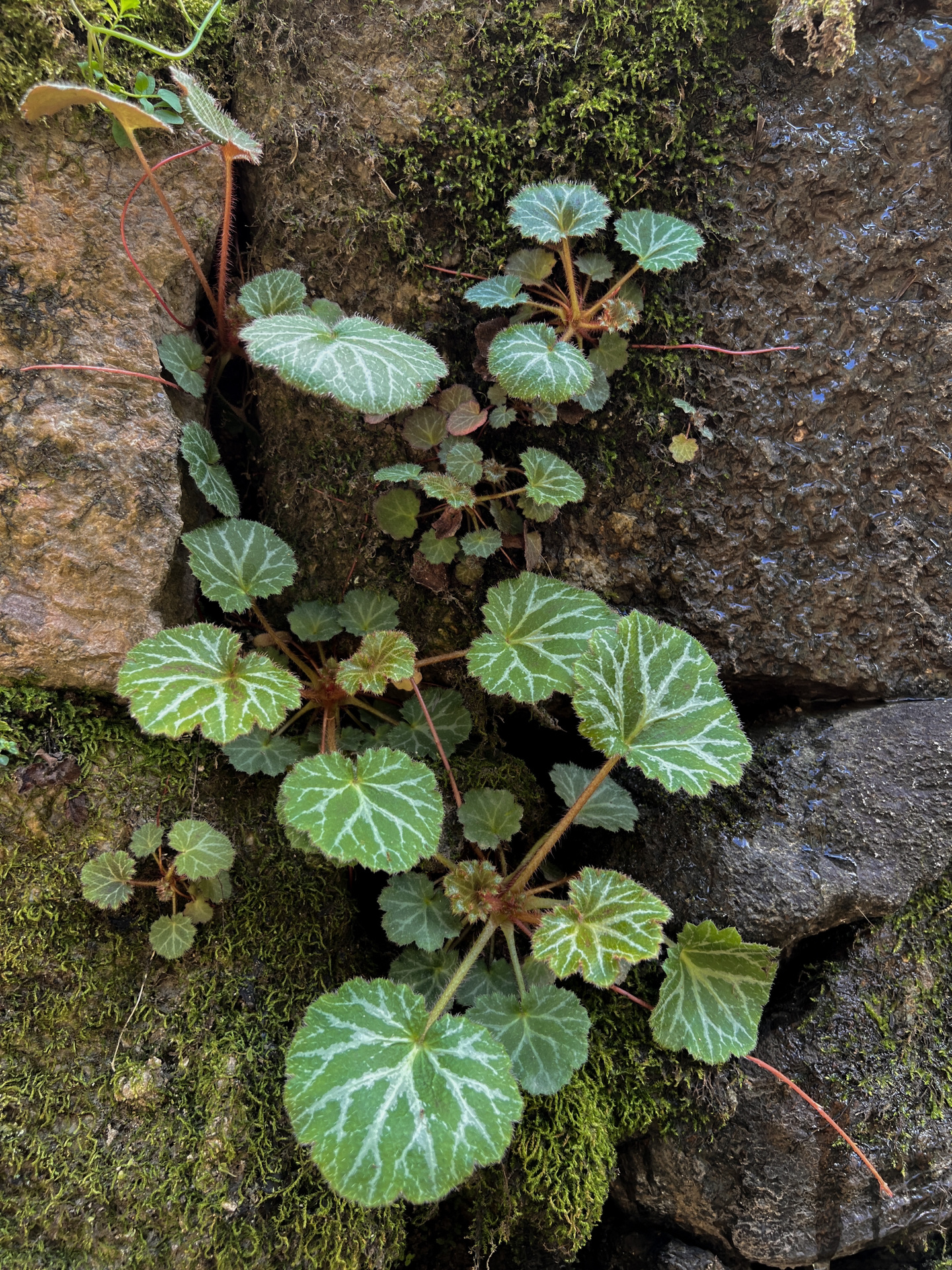 虎耳草科虎耳草属植物 多年生草本,高8-45厘米.