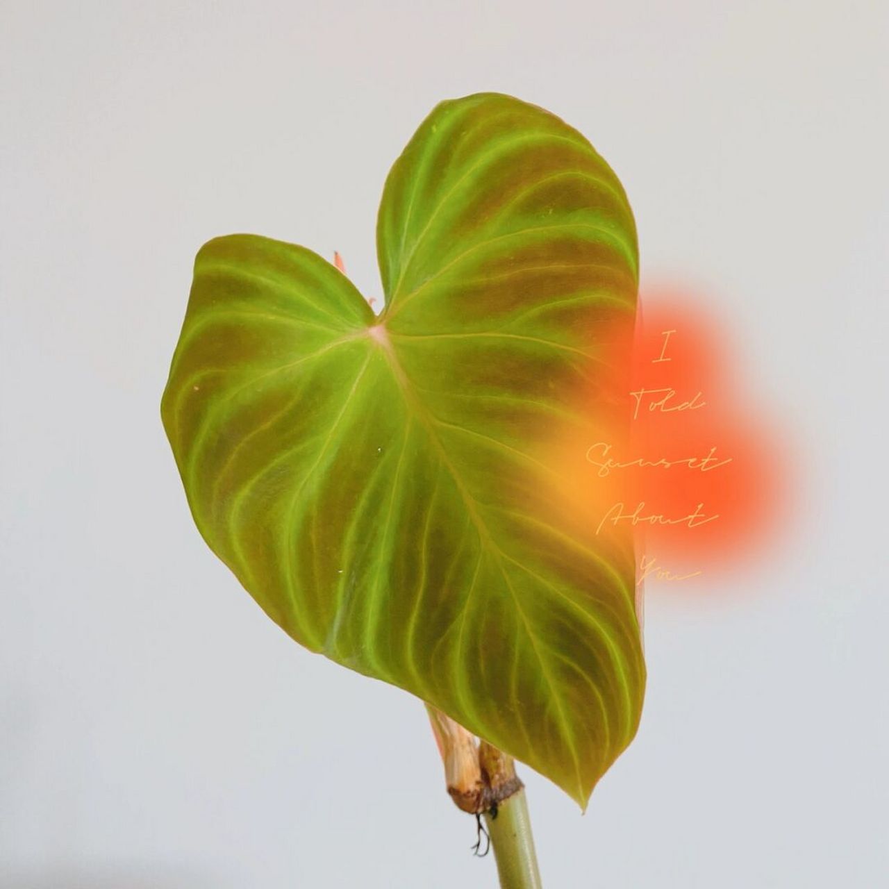 荧光蔓绿绒 夏日来临, 从"心"开始了… 养了一颗7815叶^_^ #绿植