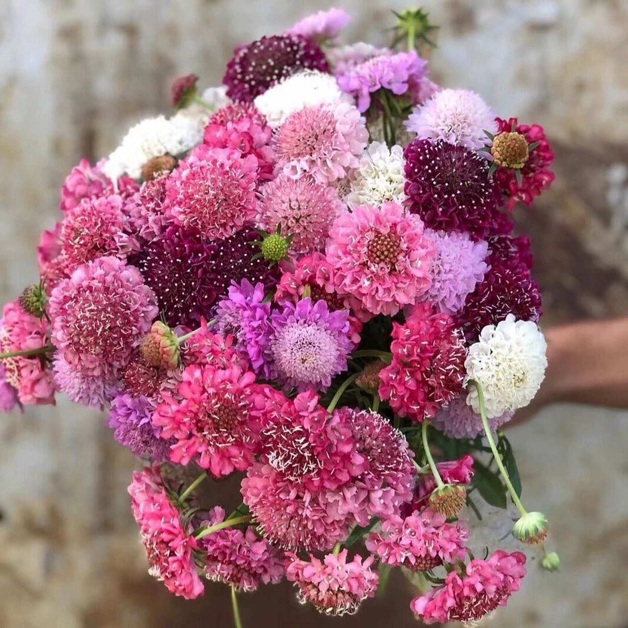 每日一花——松虫草 松虫草又叫轮锋菊,蓝盆花,常见的颜色有花色有深