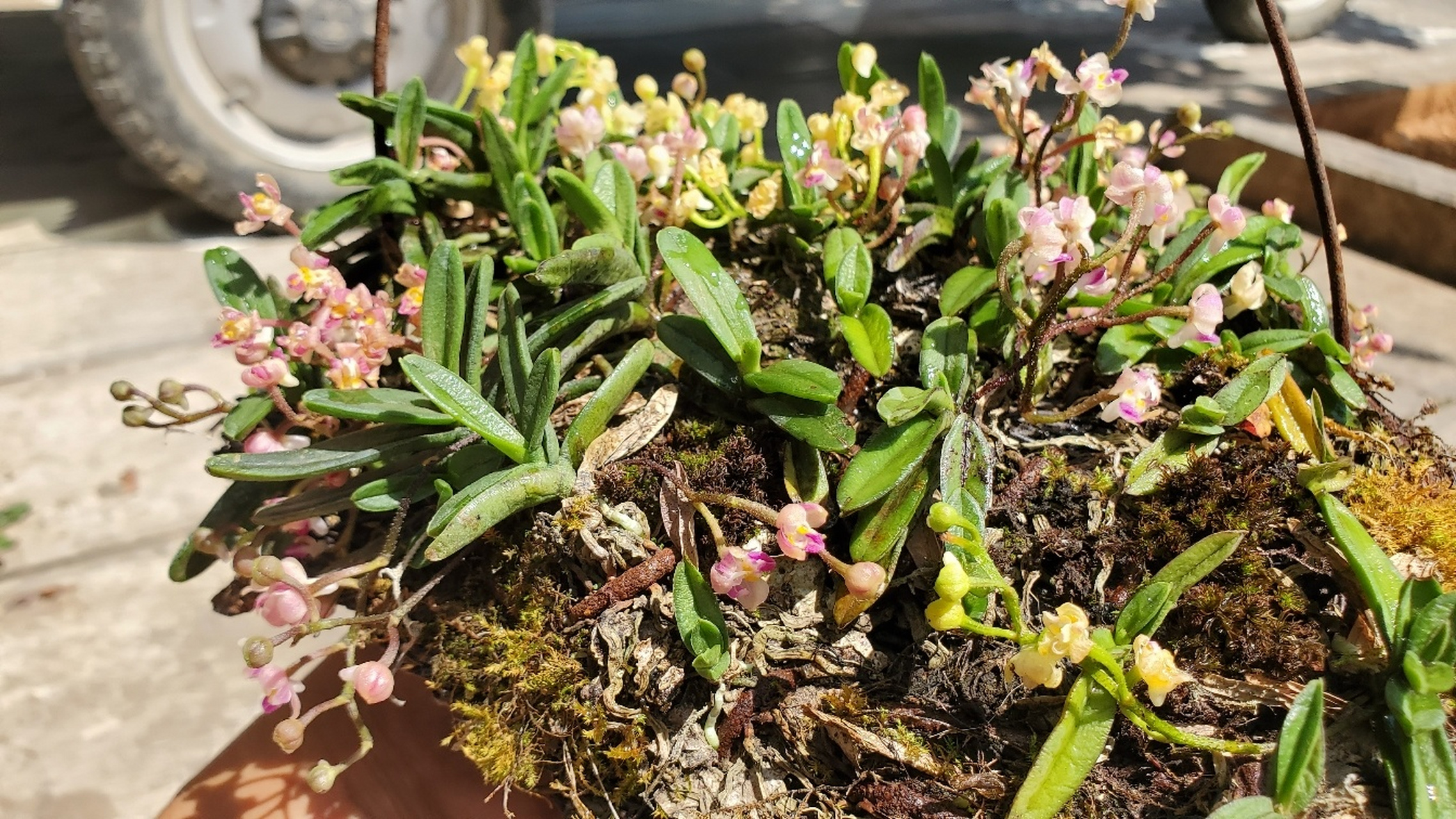 稀有,越南小凤兰 #花卉绿植