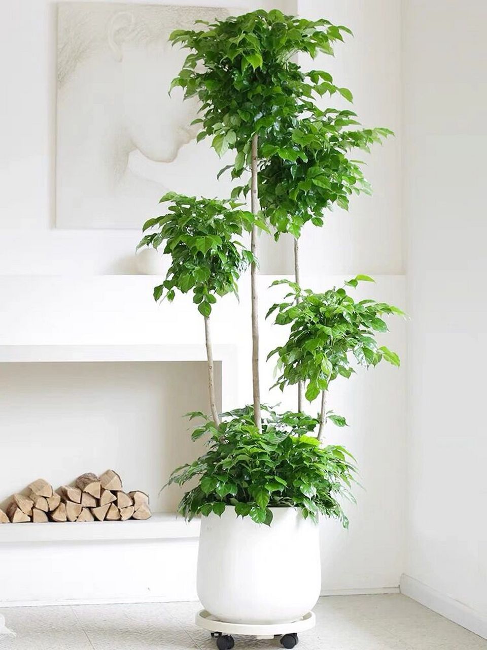 98幸福树06180-680(本店有售) 98幸福树大盆栽植物,多层造型