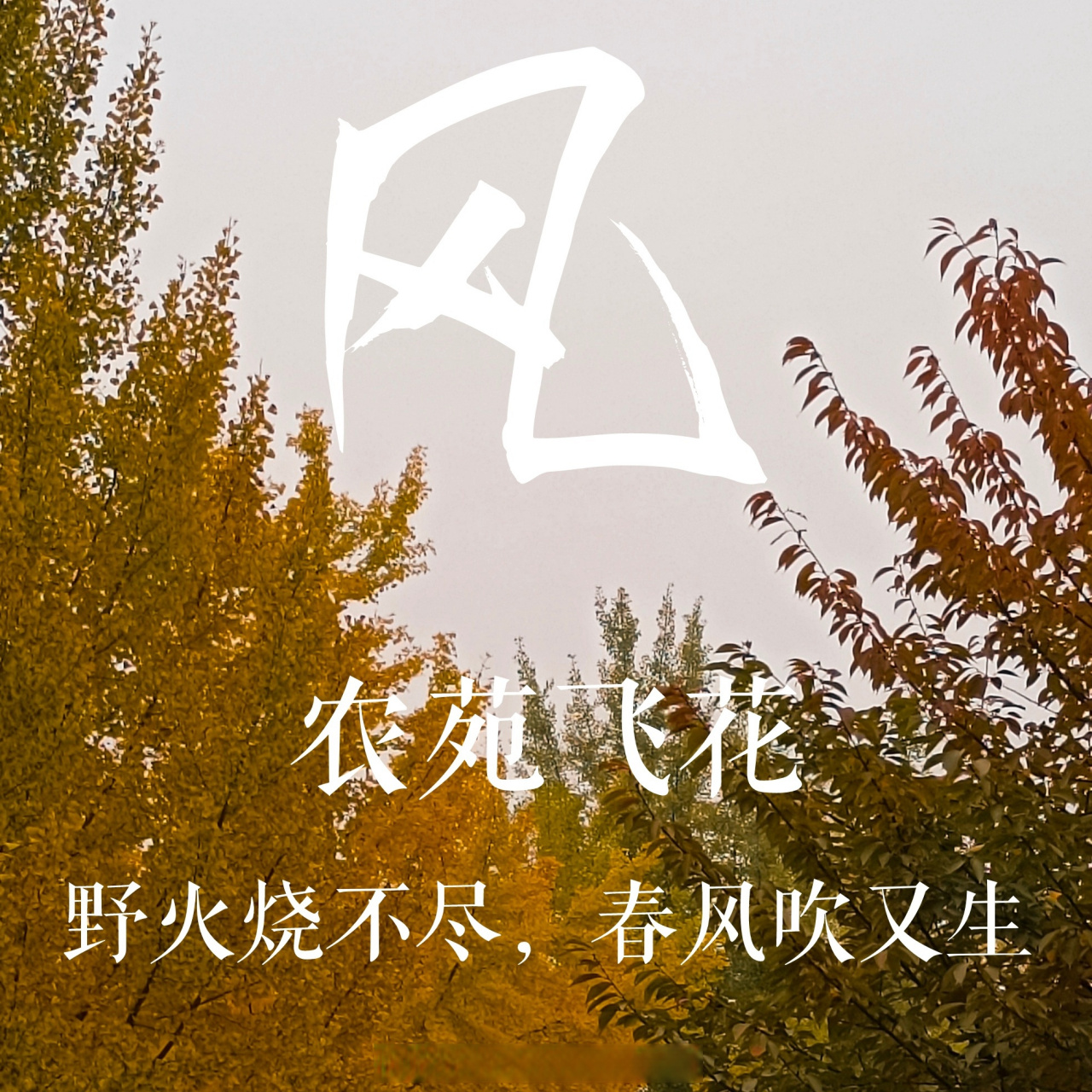 今日飞花令:风 小西想到了:野火烧不尽,春风吹又生.