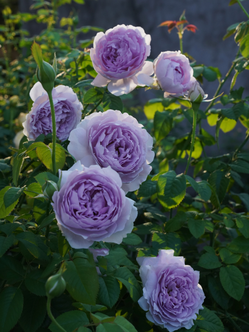 【隐隐青月季群开效果真喜人】与丽拉不分伯 这简直开不停呐,复花性好