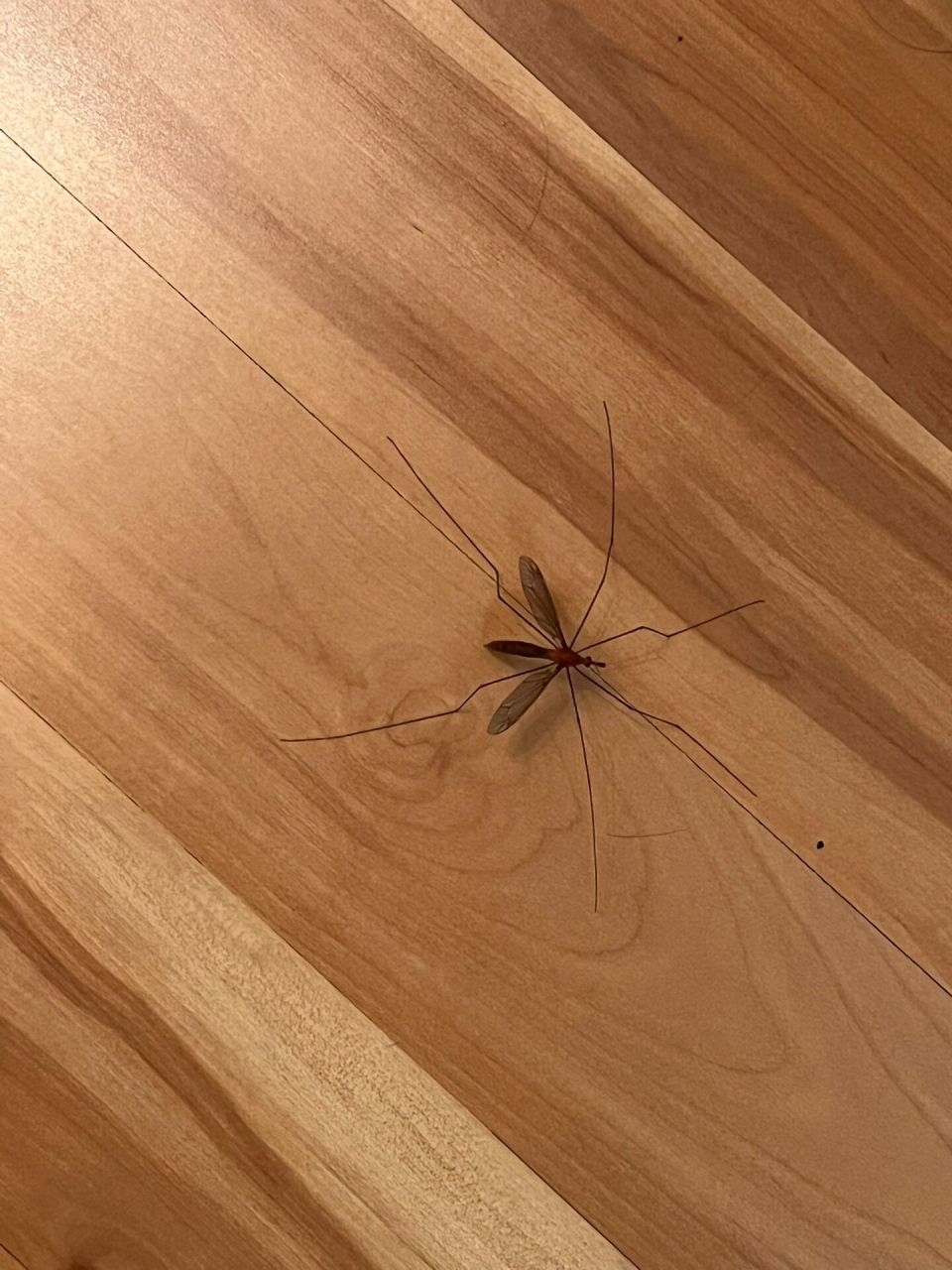 今日来访:大蚊 大蚊 大蚊科大蚊属昆虫 大蚊(crane fly),双翅目