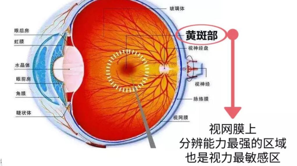 治疗黄斑水肿的两个中成药,应该怎么选,今天的来