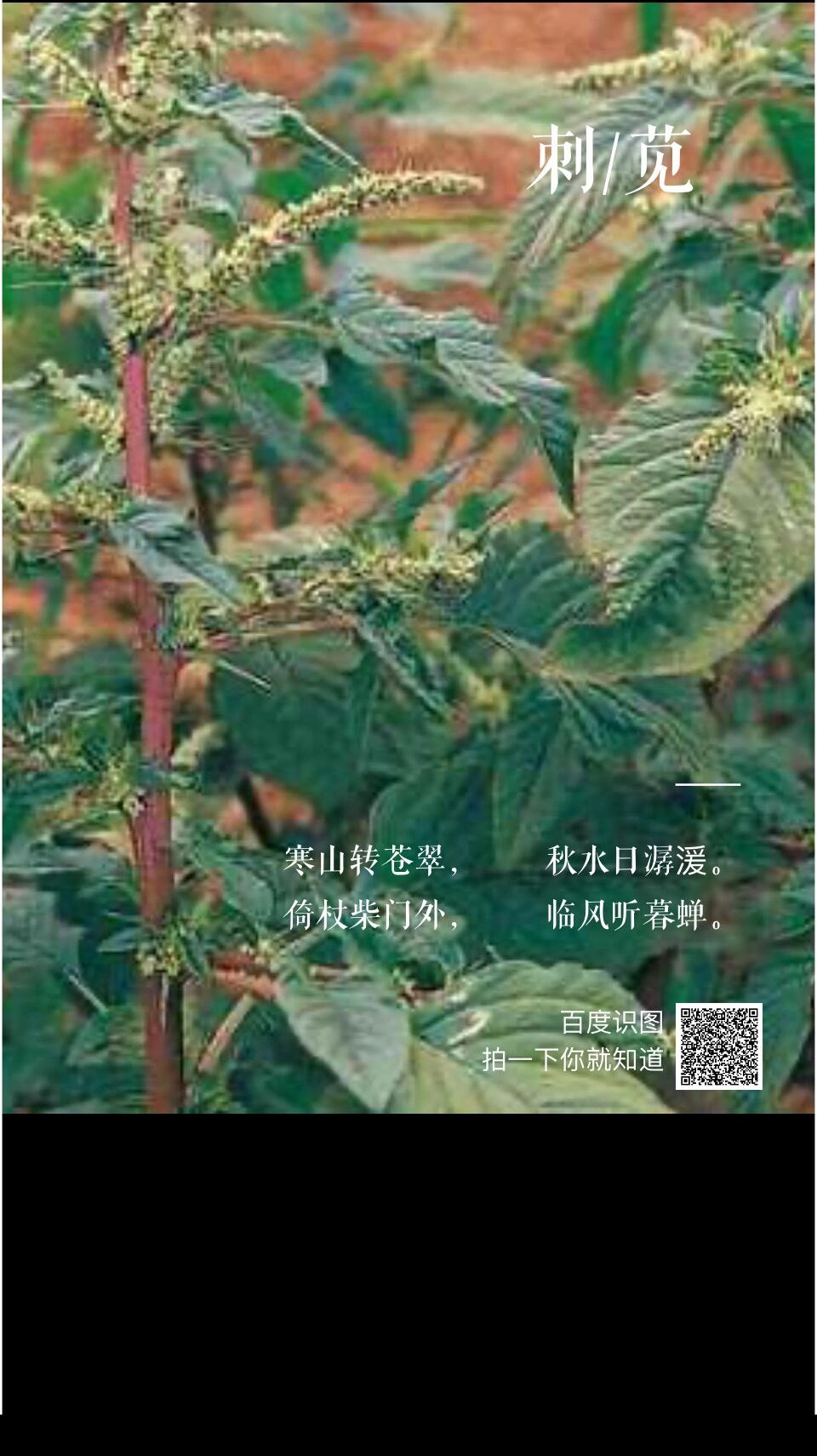 刺苋～野苋菜 清热解毒 刺苋菜性味甘凉