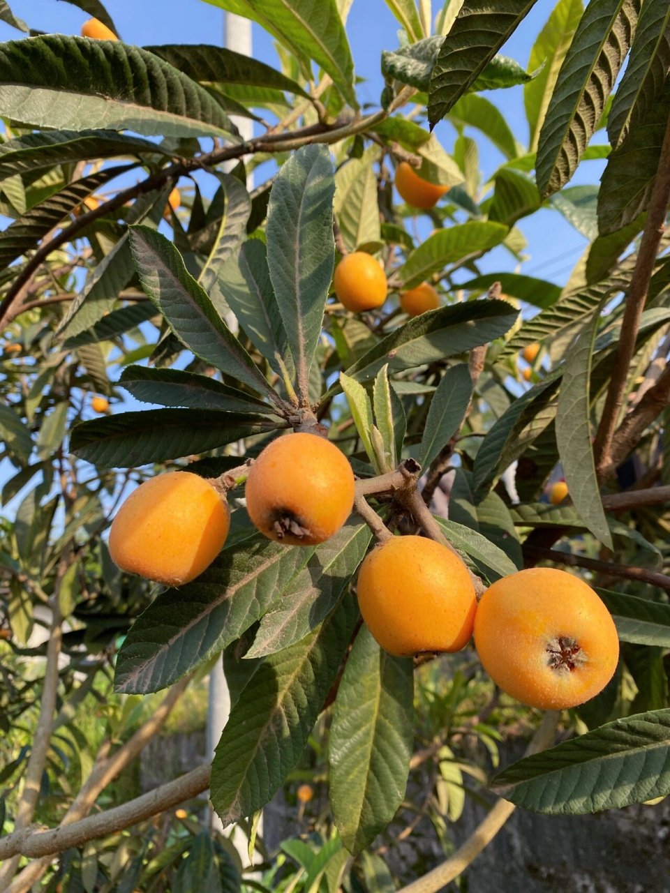 重庆采摘|合川枇杷采摘 古楼镇的枇杷熟啦～ 这里的枇杷又大又甜 地址