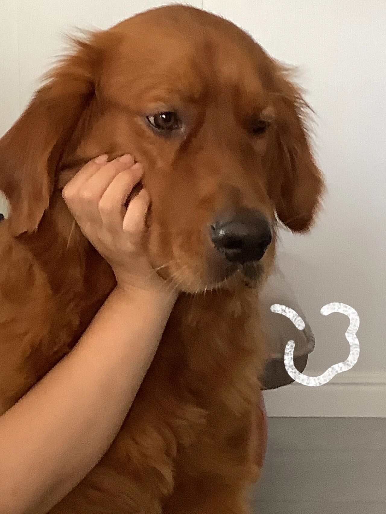 叹气小狗表情包