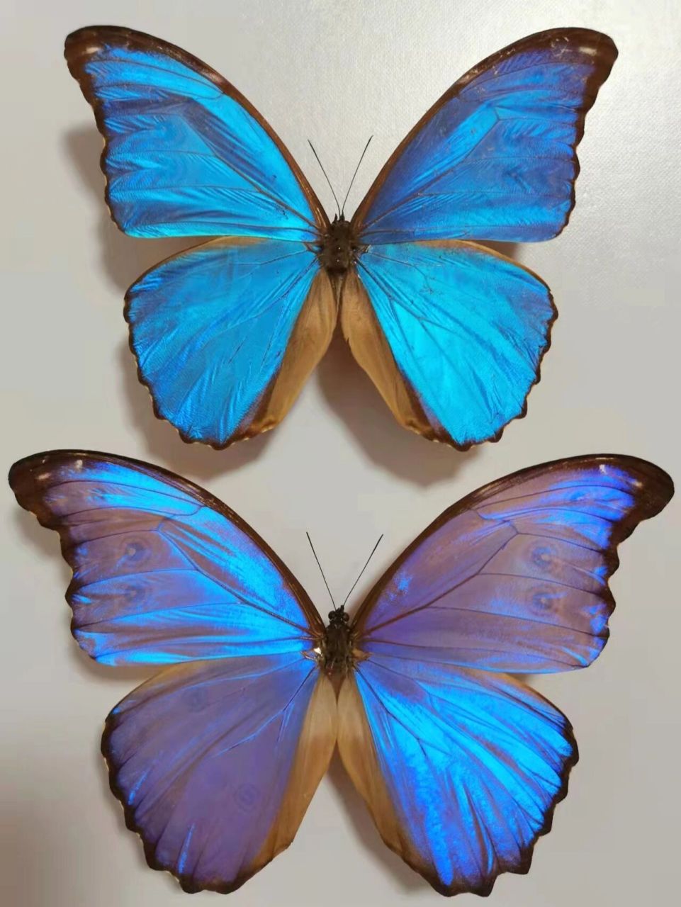 晶闪蝶 morpho godarti assarpai 美丽淡雅的蓝紫色闪蝶,最常见的欢乐