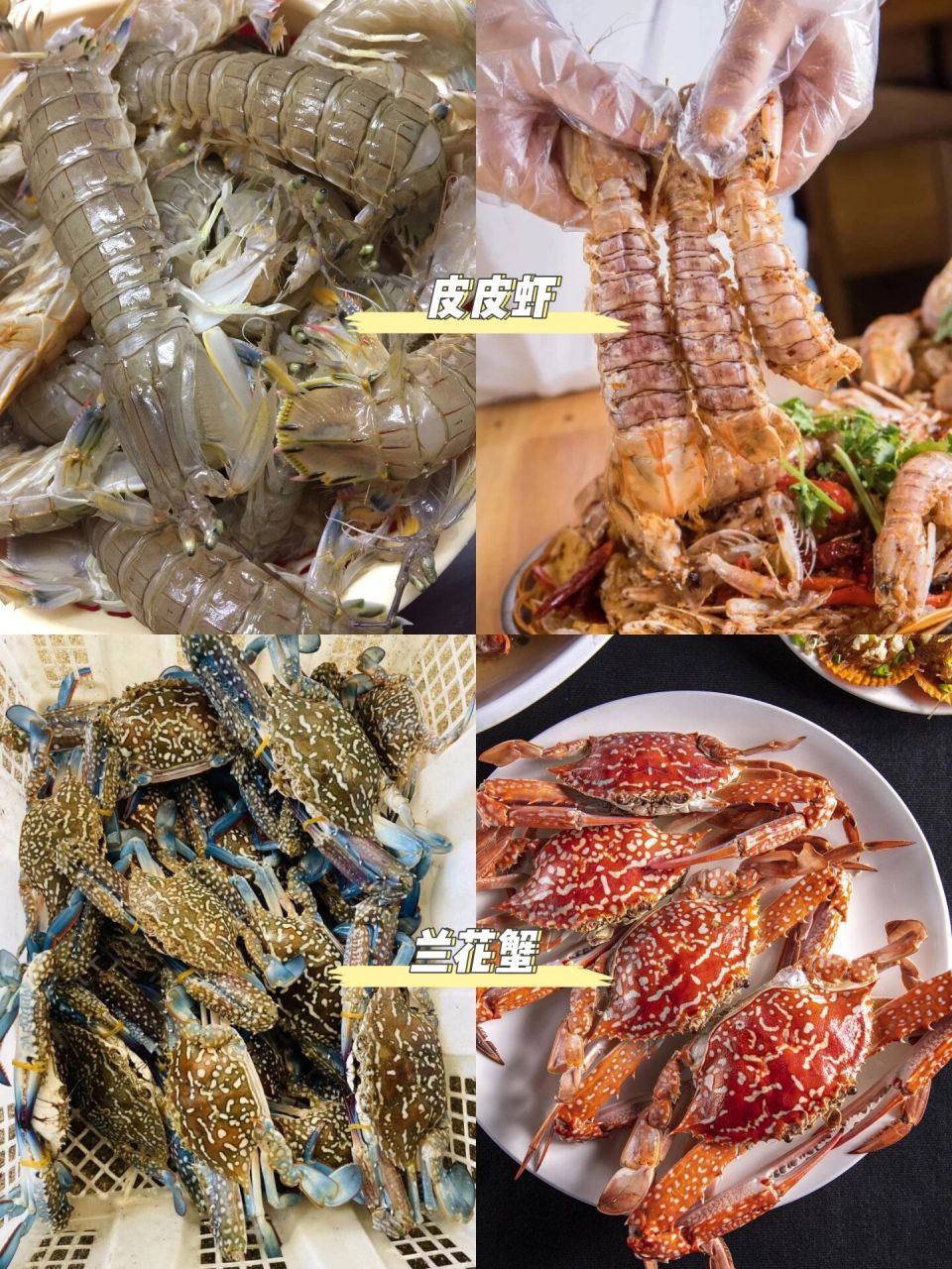 跟我来73 野生岛民每天带游客必去的海鲜市场 ,这里每天都有最新鲜