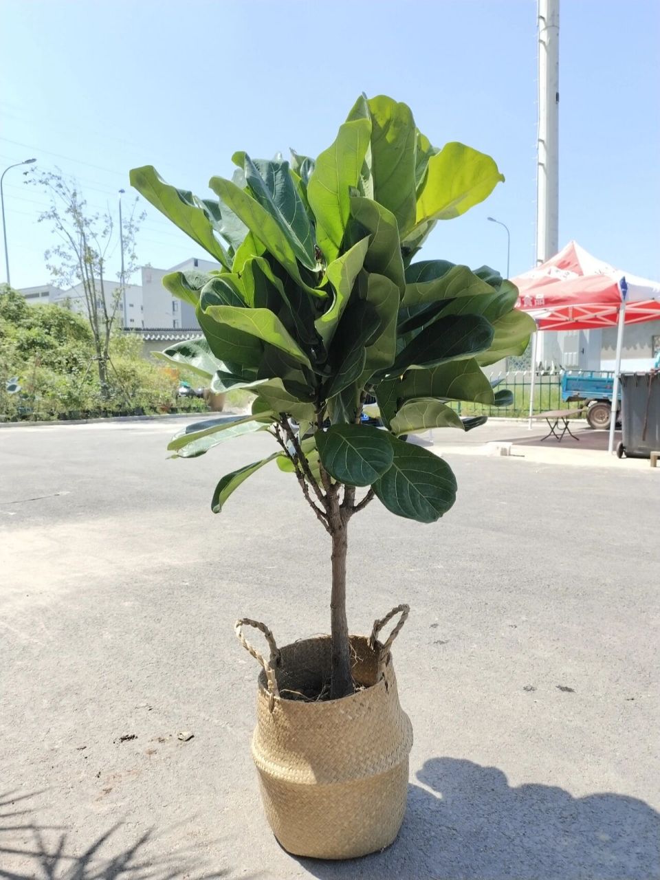 琴叶榕的养殖方法和注意事项 每天逛发现很多集美的琴叶榕养的都不是