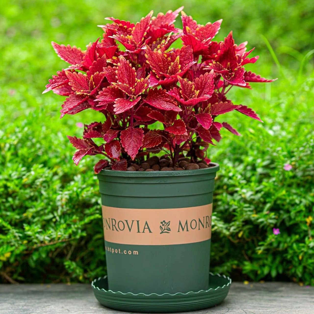 彩叶草|彩叶|五彩苏|盆栽养殖技巧 彩叶草是多年生草本植物,观叶类