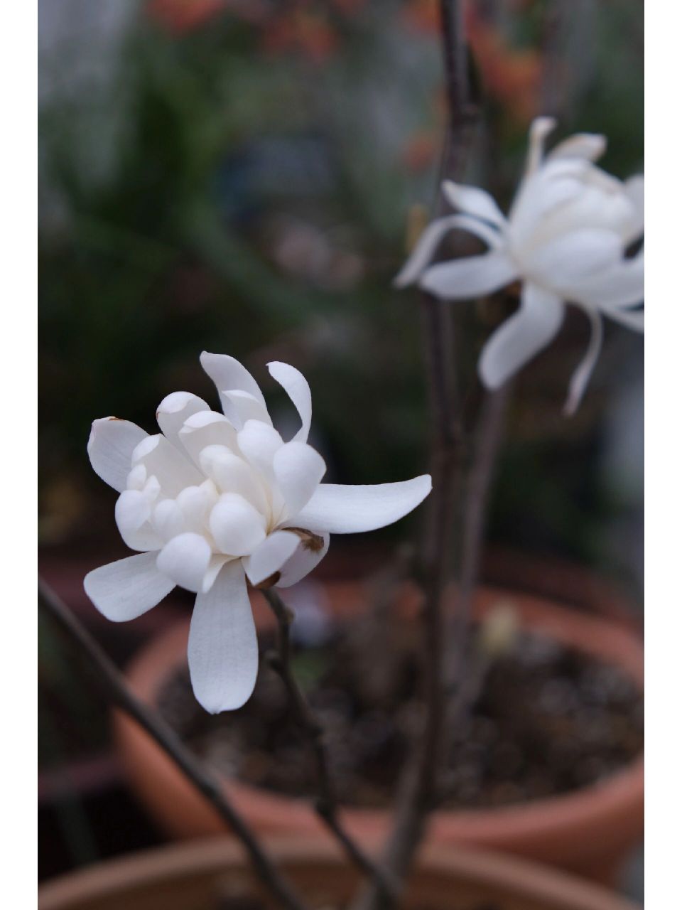 星花玉兰 皇家之星,有香味,好闻,夜间花会合上一些.