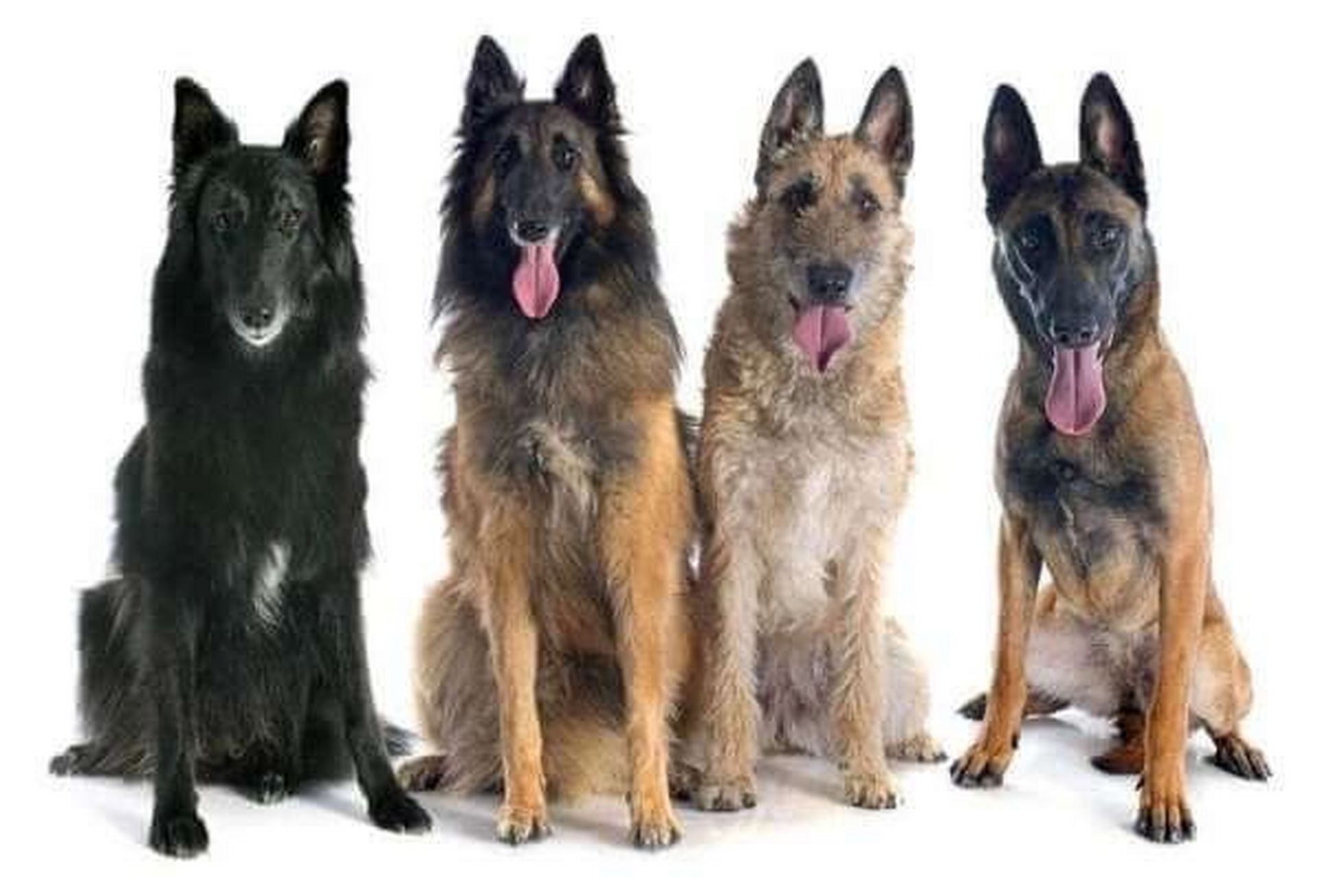 诺斯犬 belgian malinois 根据译法不同也被称呼为比利时马里努阿犬