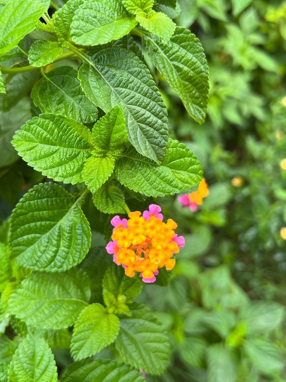 是马鞭草科马缨丹属植物.