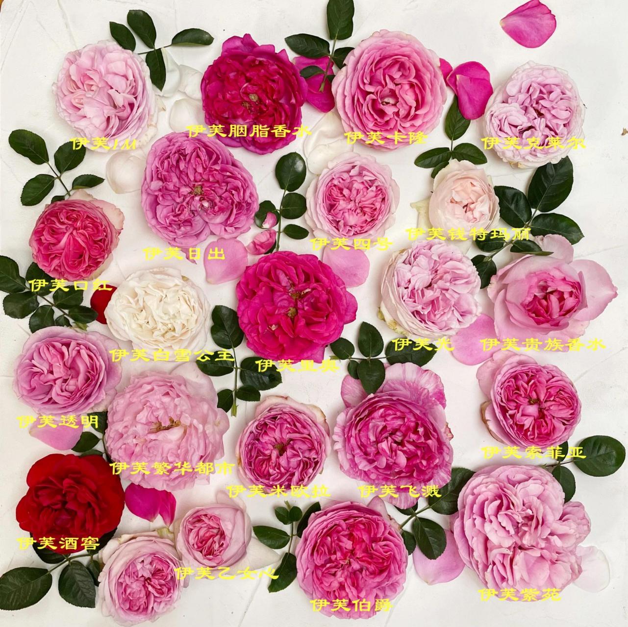 伊芙月季合集|你最喜欢哪一个?