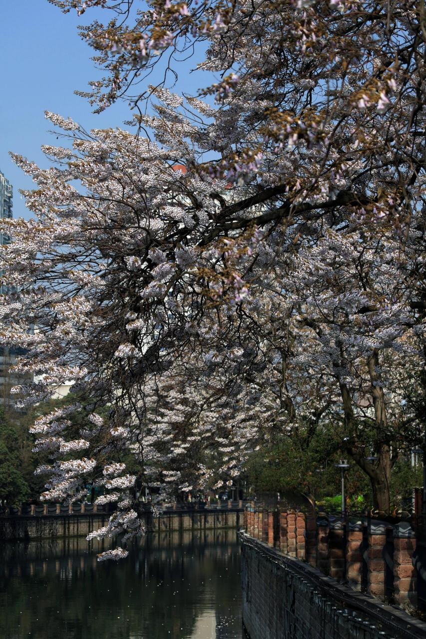 成都红星桥泡桐花图片