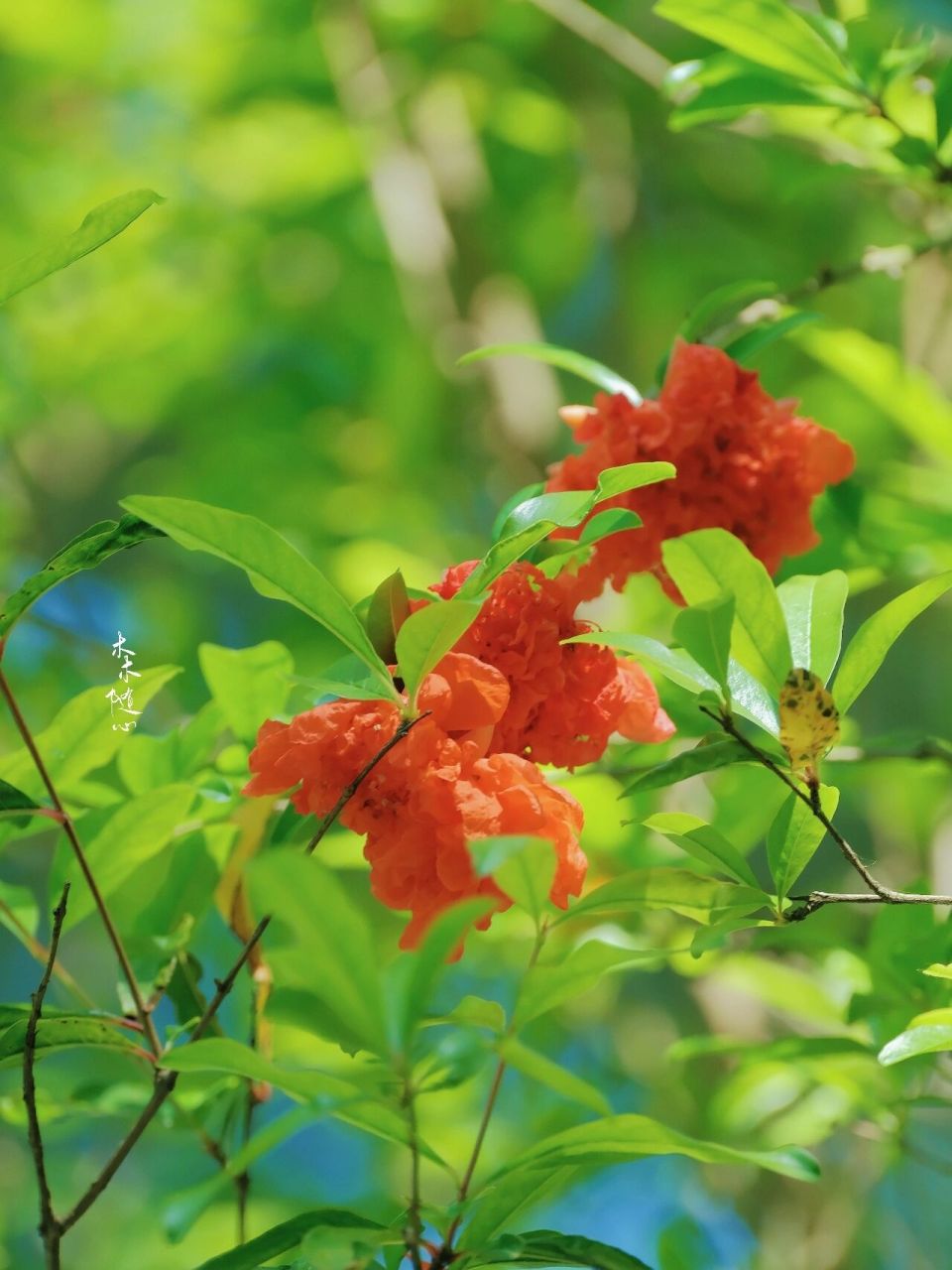 万绿丛中一点红-很多人爱的石榴花 #花# #石榴花# #素材分享# #画画