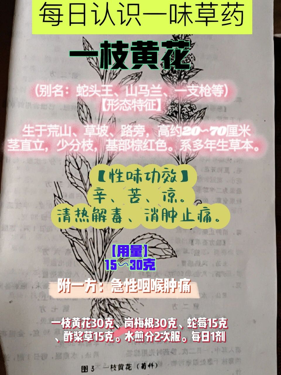 草药:一枝黄花的药用价值