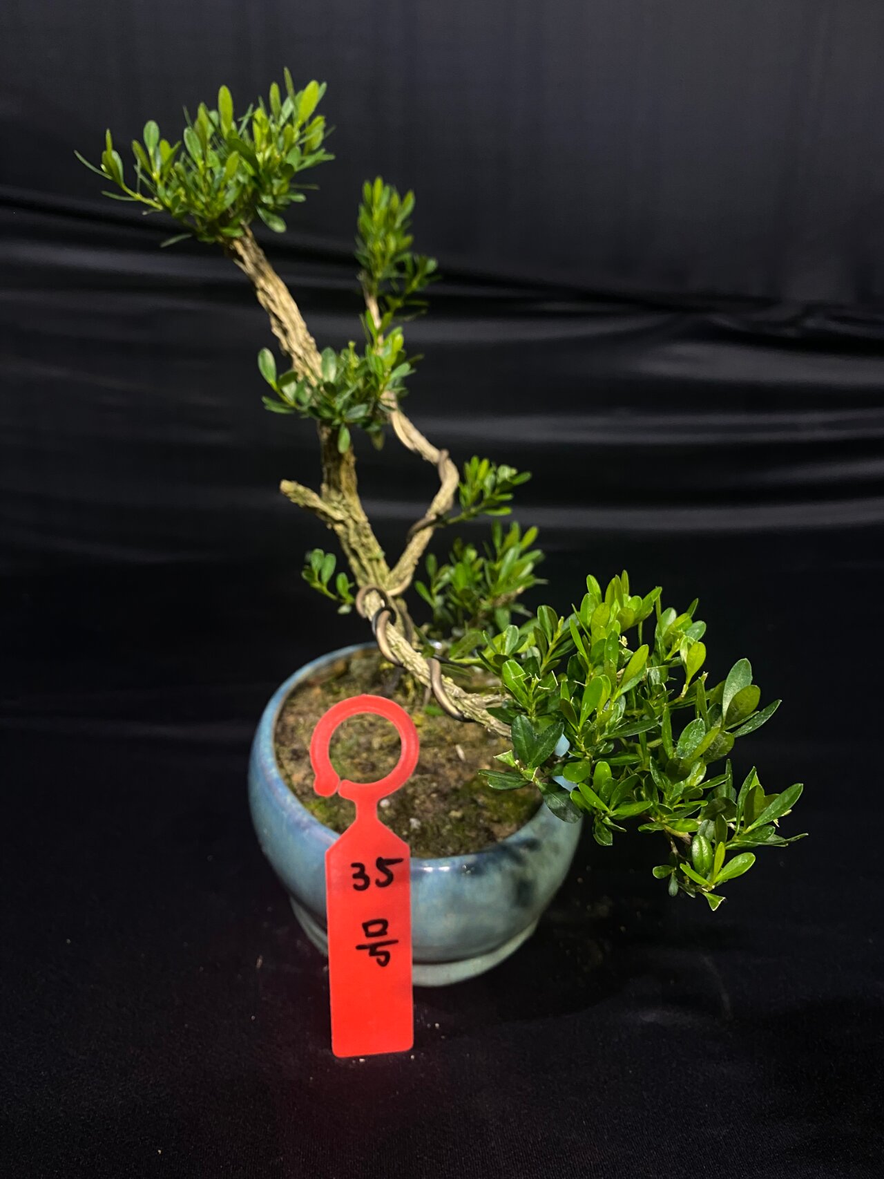 名树 - 雀舌黄杨养护