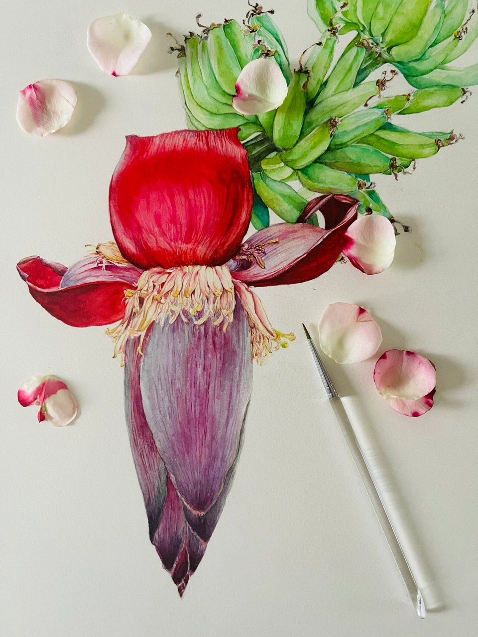 香蕉花(线稿 步骤)   香蕉的花竟然如此之美 是不是都想来画呢 图看